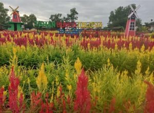 Taman Bunga Celosia, Objek Wisata Baru di Palembang