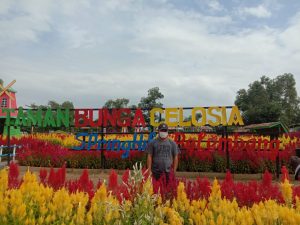 Besok, Taman Bunga Celosia Kembali Di Buka
