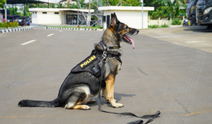 Lilu dan Tim Anjing Pelacak Polri : Dari Perang Narkoba hingga Pemburu Badak di Ujung Kulon!