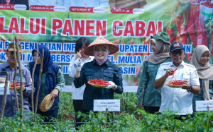 Banyuasin Makmur Bukan Sekadar Janji, Wabup Netta Turun Langsung Panen Cabe