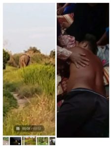 Air Sugihan Kembali Mencekam : Konflik Manusia dan Gajah Makan Korban Lagi