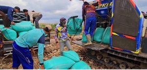 Dari Desa Jadimulya untuk Indonesia : Panen Jagung Melimpah Hasil Sinergi Petani & PT OKI Pulp