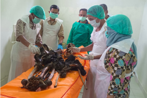 Misteri di Perkebunan Pisang! Polisi Temukan Tulang Manusia dengan Barang Pribadi Masih Utuh