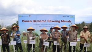 PANEN CUAN! Strategi ‘Jurus Kunci’ BI dan Pemkot Pagar Alam Bikin Hasil Bawang Merah Naik 15%!