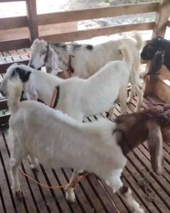 8,5 Juta Ekor di Bawah Kebun Karet? Sumsel Berpotensi Salip Jawa dalam Populasi Kambing!