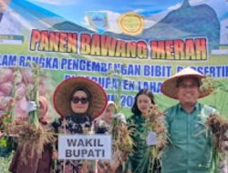 Panen Perdana Bawang Merah Brebes di Lahat Sukses, Aromanya Disebut Lebih Tajam!