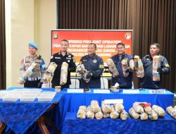 Heboh! Ladang Ganja 20 Hektar di Empat Lawang Terbongkar, Polisi Amankan 220 Kg Barang Bukti