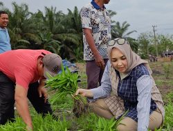 Turun ke Sawah! Eva Susanti Serap Aspirasi Petani, Pupuk & Infrastruktur Jadi Sorotan