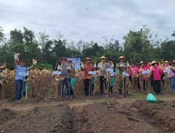 Panen Raya Jagung di Lubai Berlangsung Meriah, Kapolres Muara Enim Pastikan Hasil Petani Diserap Bulog