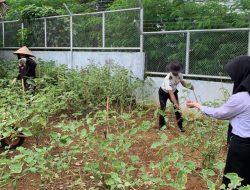 Rutan Kelas I Palembang Panen Terong dan Kangkung, Dukung Program Ketahanan Pangan