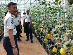 Di Balik Jeruji, Warga Binaan Rutan Palembang Panen Melon dan Belajar Mandiri