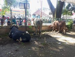 Masjid Agung Palembang Siap Gelar Shalat Idul Adha, 12 Sapi dan 11 Kambing Sudah Terkumpul