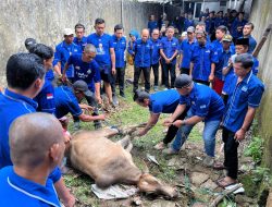 Demokrat Palembang Potong 2 Ekor Sapi Kurban, Yudha Pratomo : Wujud Kepedulian dan Kebersamaan
