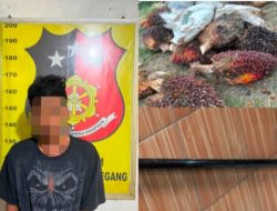 Curi 13 Tandan Sawit Milik PTPN IV, Pemuda di Muara Enim Ditangkap