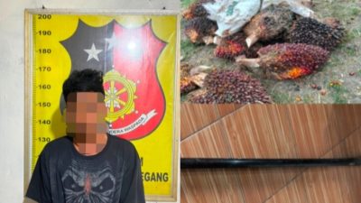 Curi 13 Tandan Sawit Milik PTPN IV, Pemuda di Muara Enim Ditangkap