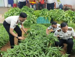 Optimalisasi Lahan, Rutan Kelas I Palembang Berhasil Panen Kangkung 72,2 Kilogram