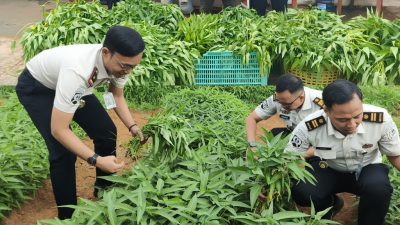 Optimalisasi Lahan, Rutan Kelas I Palembang Berhasil Panen Kangkung 72,2 Kilogram