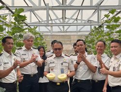 Panen Melon di SAE Rutan Palembang, Dari Lahan Pembinaan Jadi Bekal Kemandirian Warga Binaan